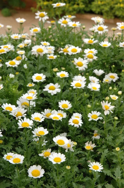 Stock image Chamomile meadow