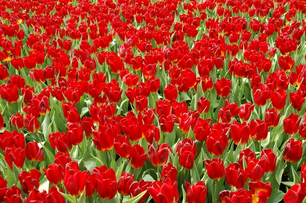 Pole červených tulipánů — Stock fotografie