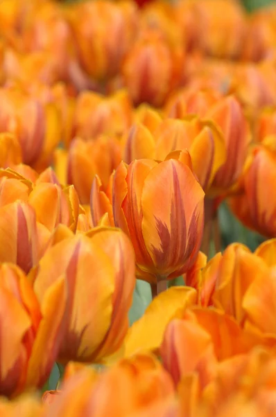 Помаранчевий тюльпани — стокове фото