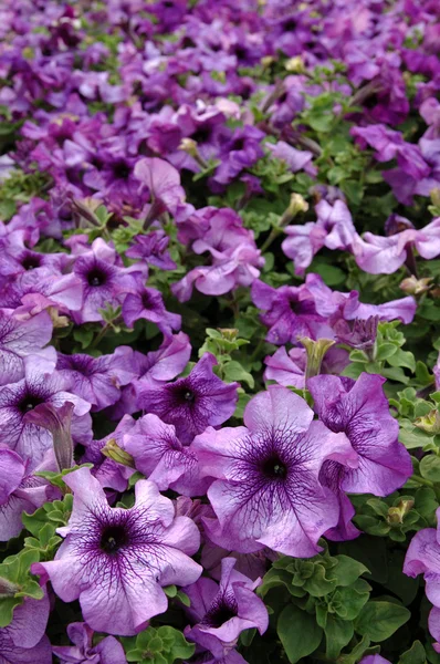 Petunias púrpuras — Foto de Stock