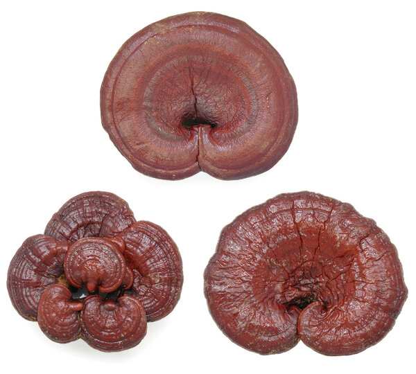 Red reishi