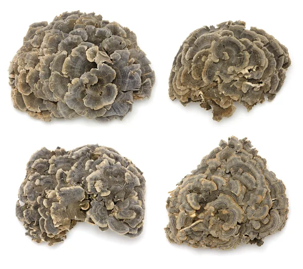 Coriolus 버섯 — 스톡 사진