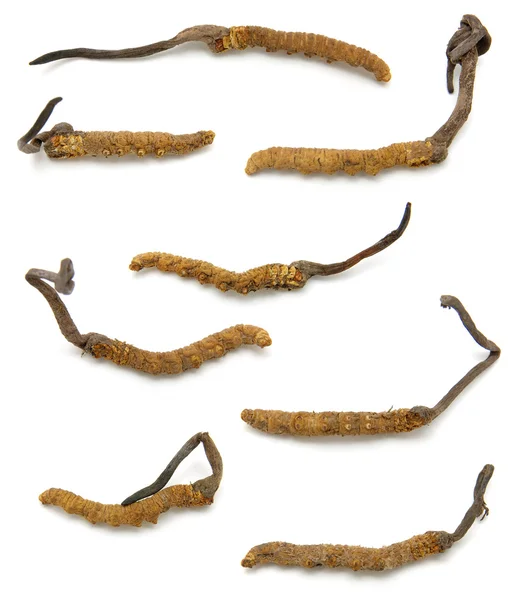 Cordyceps (um género de fungos ascomicetos) ) — Fotografia de Stock