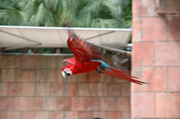Flying scarlet macaw — Stock Photo, Image