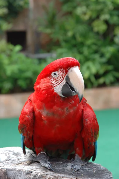 Beautiful scarlet macaw — Stock Photo, Image