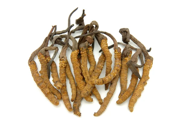 Cordyceps (ett släkte ascomycete svampar) Stockbild