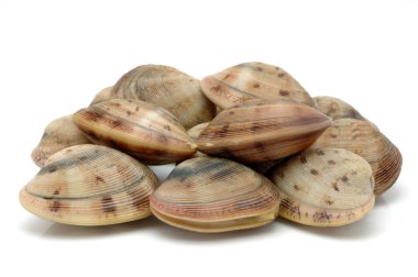 Live clams clipart