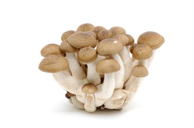 Japanese mushrooms (Bunashimeji) clipart