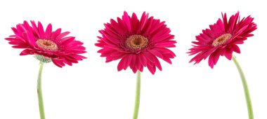 pembe gerbera