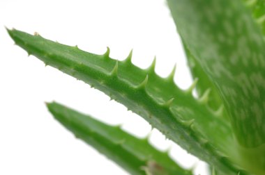 aloe vera yaprakları yakın çekim