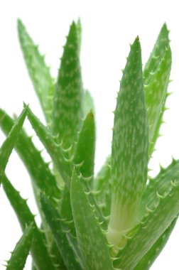 Aloe vera 'ya yaklaş