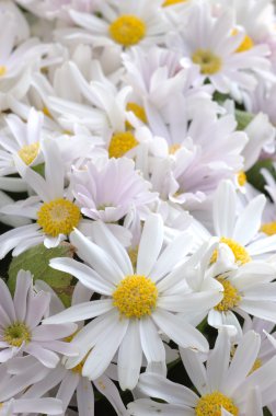 Pembe-Beyaz senecio cineraria