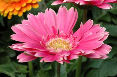 pembe gerbera