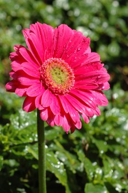 pembe gerbera