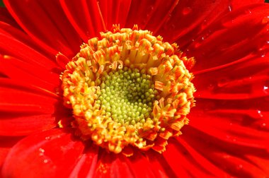 Kırmızı gerbera ayrıntıları