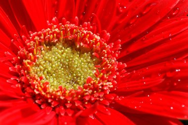 Kırmızı gerbera ayrıntıları