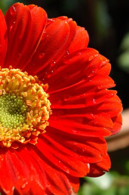 kırmızı gerbera