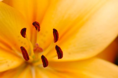 Turuncu lily pistils