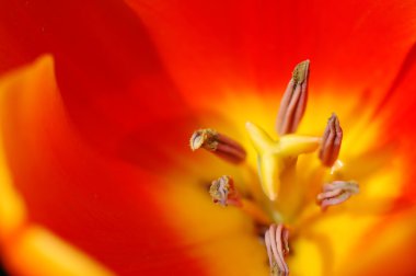 Orange tulip pistil