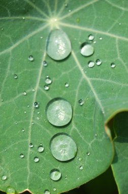 yeşil yaprak üzerinde Waterdrops