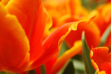 Orange tulip yaprakları