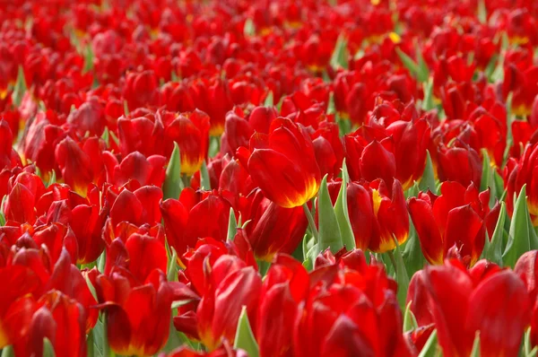 Feld der roten Tulpen — Stockfoto