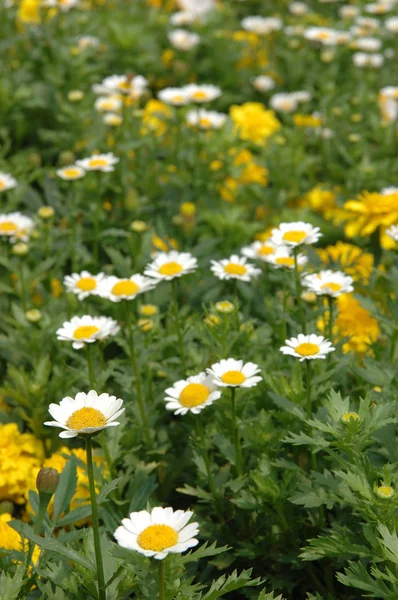 stock image Camomile meadow