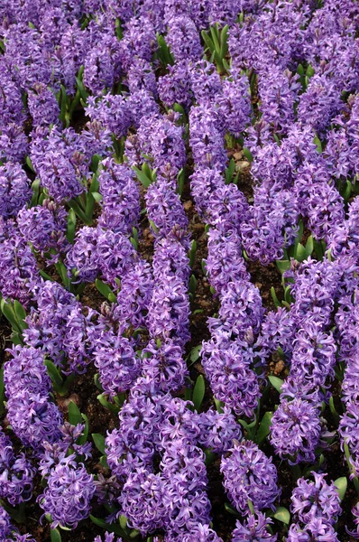 Paarse hyacint — Stockfoto