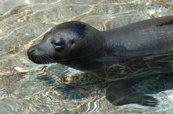 stock image Sea lion