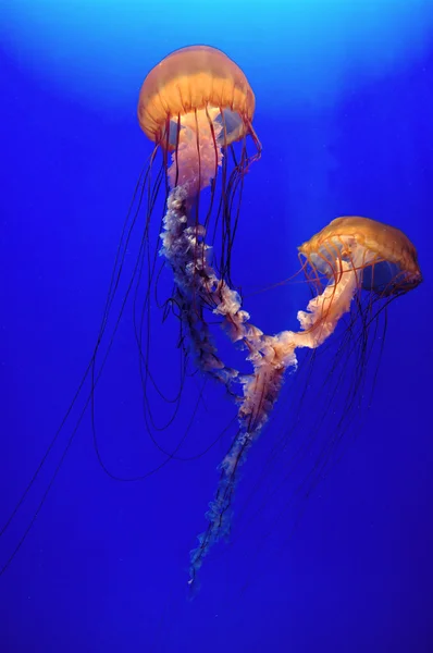 Hermosas medusas —  Fotos de Stock
