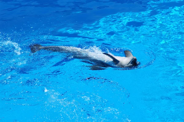 Delfiner hoppa ur vattnet — Stockfoto
