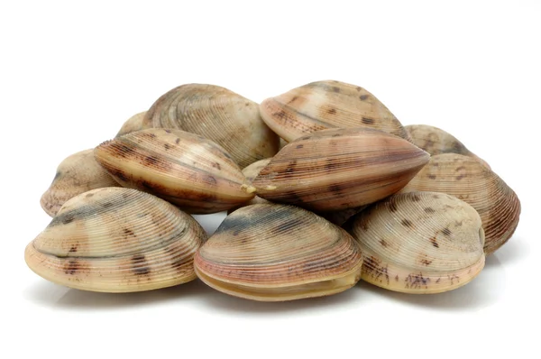 Живые моллюски — стоковое фото