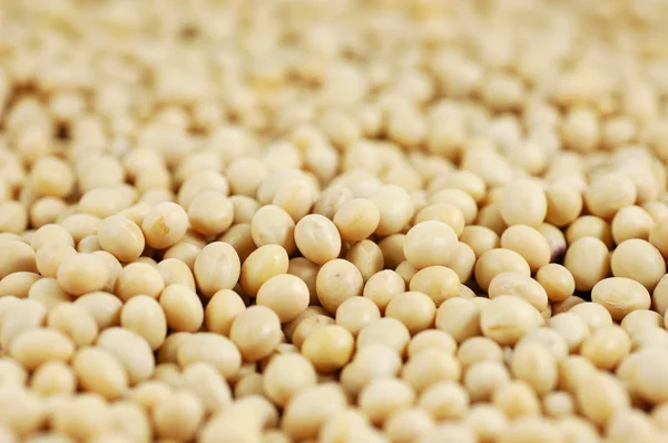 Close up de grãos de soja — Fotografia de Stock