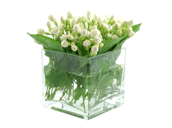 stock image Jasmines in vase