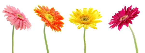 stock image Colorful gerberas