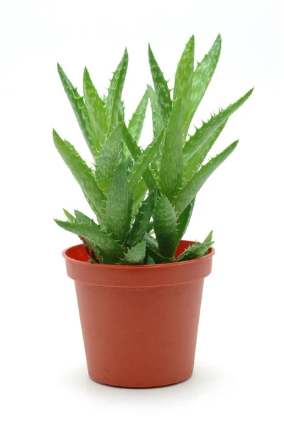 Aloe Vera in vaso — Foto Stock