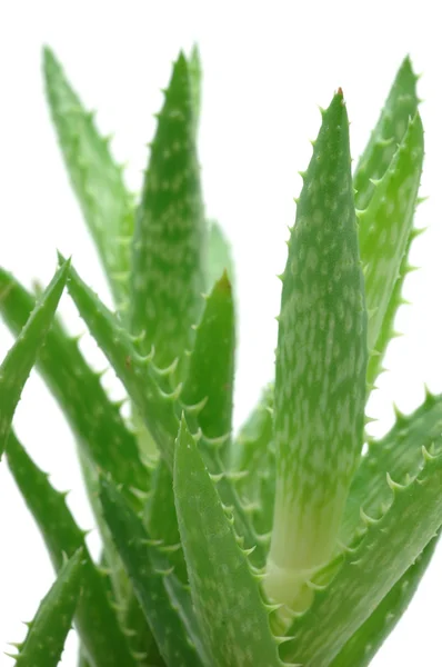 Primo piano dell'Aloe vera — Foto Stock