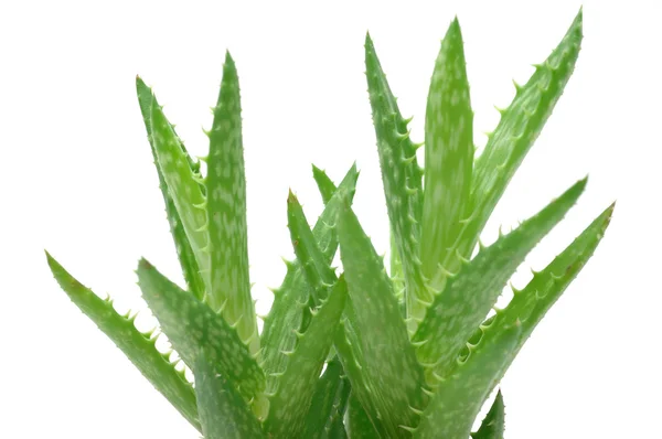 Primo piano dell'Aloe vera — Foto Stock