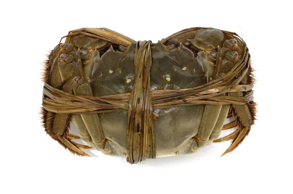 Shanghai crab — Stock Photo, Image