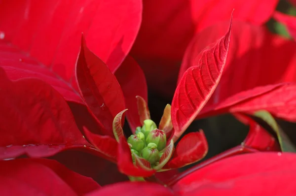 Fiore di Poinsettia rossa — Foto Stock