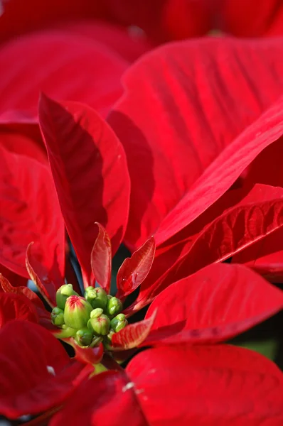 Blume Roter Weihnachtsstern — Stockfoto