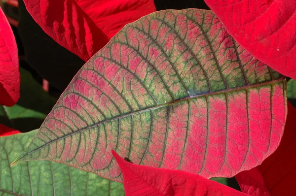 Poinsecja czerwony liść — Zdjęcie stockowe
