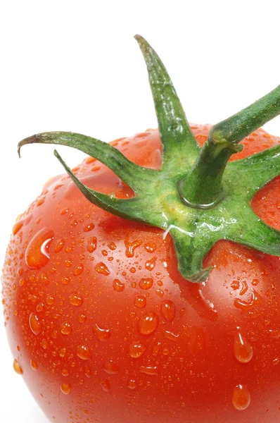 水滴を持つトマト — ストック写真