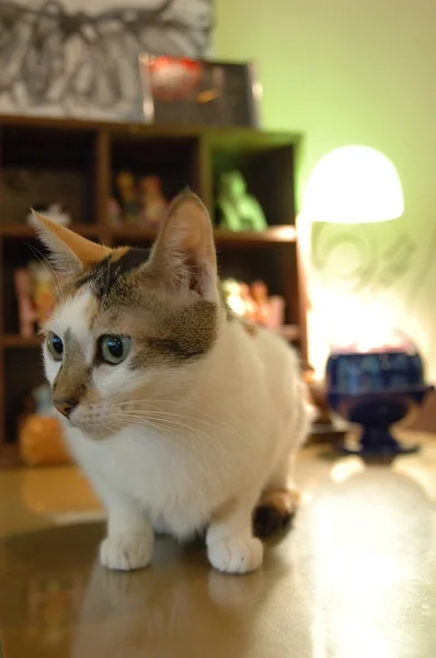 Кошка, сидящая за столом — стоковое фото