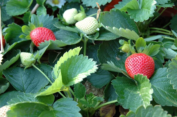 Erdbeerpflanzen — Stockfoto