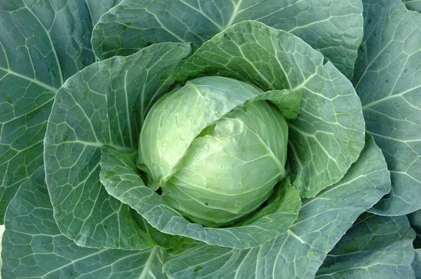 Green cabbage plant — Stock Photo, Image