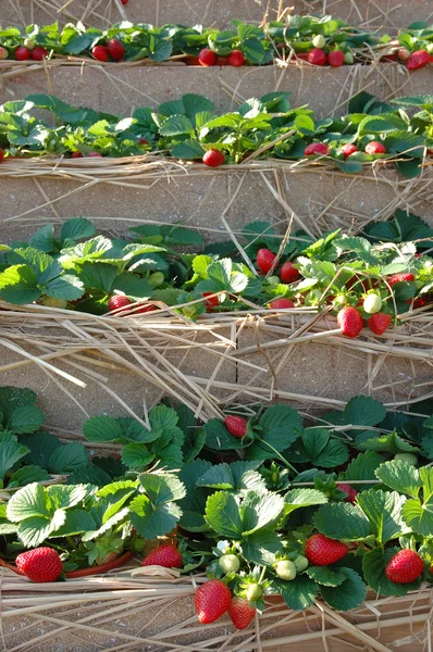 딸기 식물 — 스톡 사진