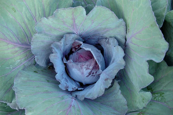紫甘蓝植物 — 图库照片
