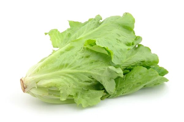 Italian lettuce — Stock Photo, Image