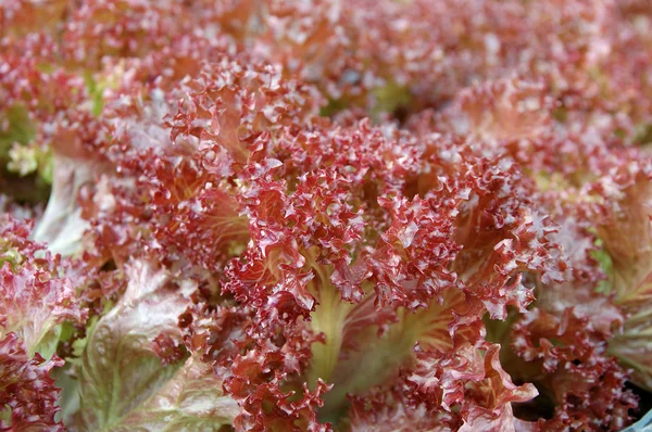 Piros saláta levelek — Stock Fotó